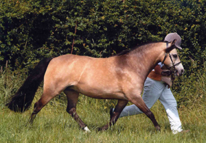 CHACELEY PIPPA - Jenny Farley